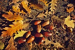 fallen acorn nut oak leaf autumn debris golden stock photo