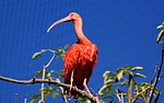 ibis eudocimus ruber nature scarlet red sickle plumage stock photo