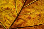leaf veins fall texture yellow pattern plant autumn stock photo