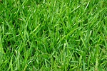 grass lawn juicy green blades of stalks meadow stock photo