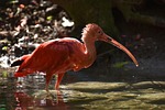ibis eudocimus ruber scarlet red sickle plumage zoo stock photo
