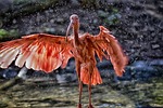 ibis eudocimus ruber water nature splash scarlet red stock photo
