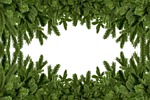 fir branches mockup tree frame stock photo