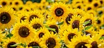sunflowers cool backgrounds flowers hd wallpaper 4k 1920x1080 stock photo