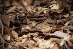 fallen leaves dead autumn natural leaf nature dry stock photo