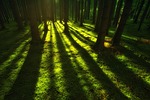 forest wilderness trees nature moss landscape sunlight woods stock photo