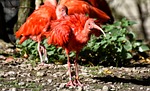 ibis eudocimus ruber scarlet red sickle nature plumage stock photo