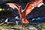 bird ibis ornithology species fauna avian animal wildlife stock photo