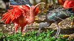 ibis eudocimus ruber scarlet nature red sickle plumage stock photo