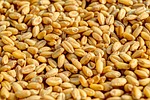 wheat grain agriculture seed crop food golden harvest stock photo