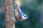 nuthatch tree runner forest bird nature stock photo
