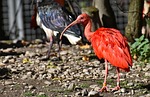 ibis eudocimus ruber scarlet red sickle plumage zoo stock photo