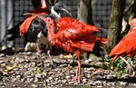 ibis eudocimus ruber scarlet red sickle nature plumage stock photo