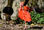 ibis eudocimus ruber scarlet red sickle nature plumage stock photo