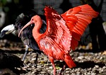 ibis nature eudocimus ruber scarlet red sickle plumage stock photo