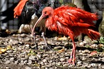 ibis nature eudocimus ruber scarlet red sickle plumage stock photo