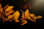 leaves branch hornbeam autumn color mood golden october stock photo