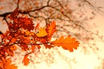 autumn leaves foliage colors season fall orange forest stock photo
