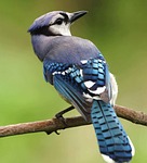bird blue jay cyanocitta corvidae feathers plumage beak stock photo