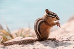 chipmunk rodent foraging eating wildlife wilderness nature animal stock photo