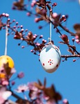 easter egg branch blue pink cherry colored colorful stock photo