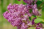 lilac oleaceae blossom nature flower background bloom intense stock photo