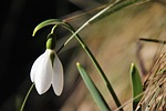 snowdrop flower white petals beautiful flowers background blossom stock photo