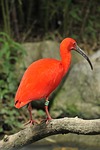 red ibis eudocimus ruber plumage colorful nature birds stock photo