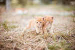 kitten red two small grass nature striped hay stock photo
