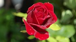 rose red dew flower plant petals bloom blossom stock photo