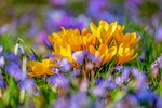flower background crocus blossom bloom flora spring nature stock photo