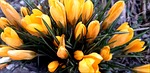 crocus flower wallpaper beautiful flowers background yellow nature stock photo