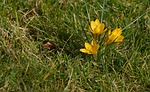 signs of spring crocus nature yellow stock photo