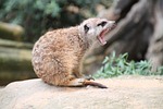 meerkat animal mammal sitting fur zoo wild wildlife stock photo