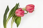 nature tulip tulips tulipa spring blossoms flowers pink stock photo
