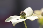 cornus flowering tree white blossom bloom cornaceae spring stock photo