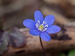 liverflower hepatica nobilis early bloomer spring flower wild stock photo