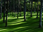 meadow grass palm forest nature grove trees garden stock photo