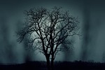 trees silhouettes mysterious halloween dark nature spooky fog stock photo