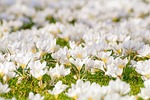 crocus flowers white flower background petals blossom bloom stock photo