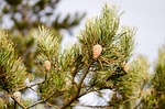 pinus sylvestris tree pine cone botanical nature forest stock photo