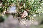 pinus sylvestris tree pine spring cone botanical nature stock photo