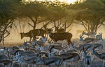 animals nature fauna wildlife trees sunset deer antelope stock photo