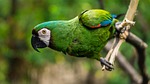 parrot bird perched animal feathers plumage beak bill stock photo
