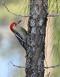 woodpecker young bird garden nature feeding branch wildlife stock photo