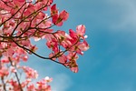 blossom flower background flowers tree air flowering dogwood stock photo