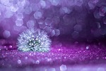 bokeh tabletop trioplan dandelion blur fujifilmx dof lilac stock photo