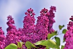 lilac blossom branch violet bloom tree ornamental shrub stock photo