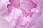 pink peony macro blossom bloom droplets petal drops stock photo