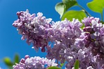 lilac flower wallpaper purple blossoms violet blossom bloom stock photo